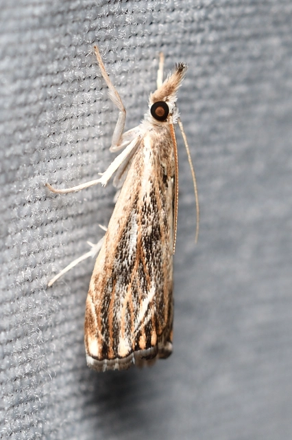Catoptria verellus - kormos fűgyökérmoly