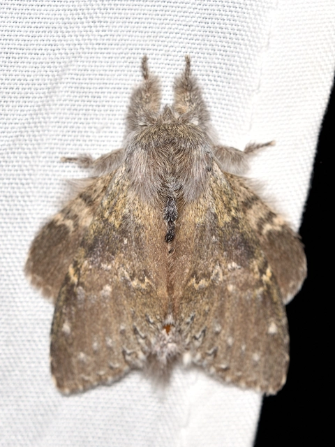 bükkfa-púposszövő - Stauropus fagi