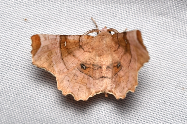 egyfoltos holdasaraszoló - Selenia lunularia