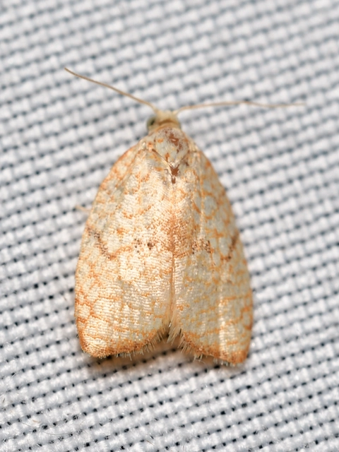 juharos levélmoly - Acleris forsskaleana