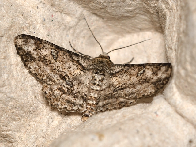 holdas faaraszoló - Ascotis selenaria