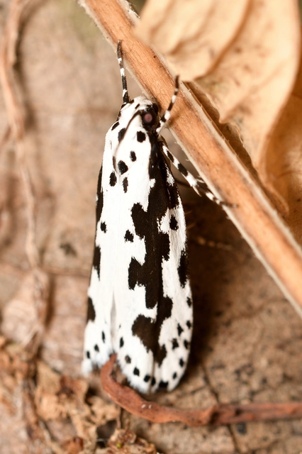 Ethmia