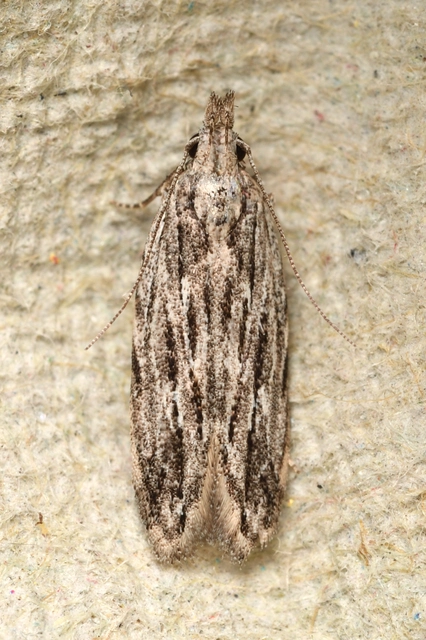 csíkos sarlósmoly - Anarsia innoxiella