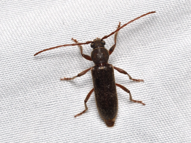 Trichoferus campestris - szállóvendég éjicincér