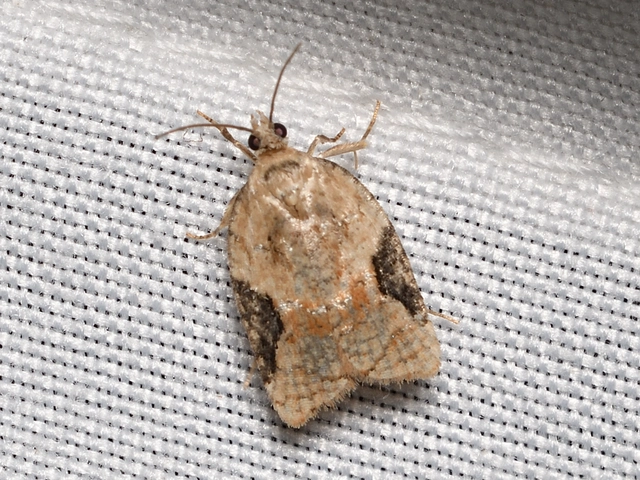 szilfa-levélmoly - Acleris lacordairana
