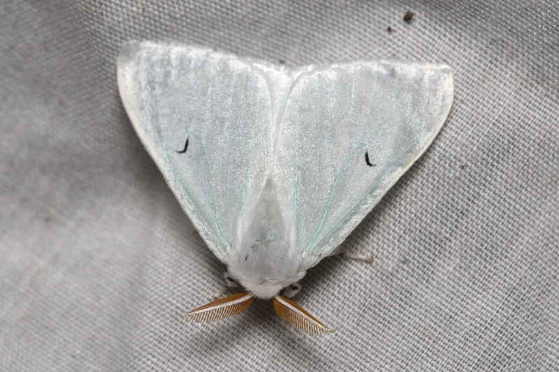 Arctornis l-nigrum - L-betűs gyapjaslepke