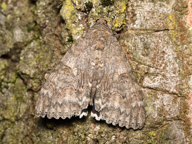 piros övesbagoly - Catocala nupta