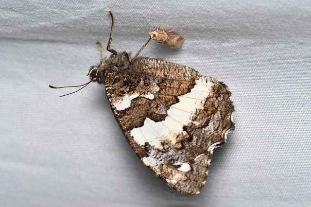 Brintesia circe - fehéröves szemeslepke