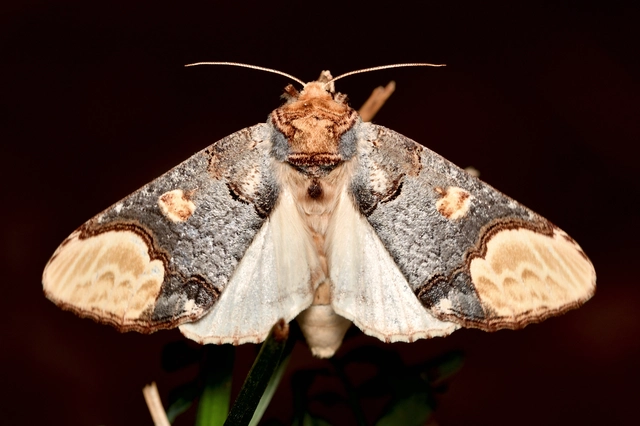 magyar púposszövő - Phalera bucephaloides