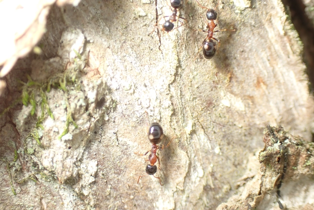 Dolichoderus quadripunctatus - négypettyes erdeihangya