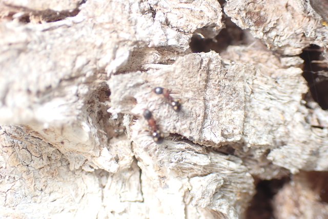 Dolichoderus quadripunctatus - négypettyes erdeihangya