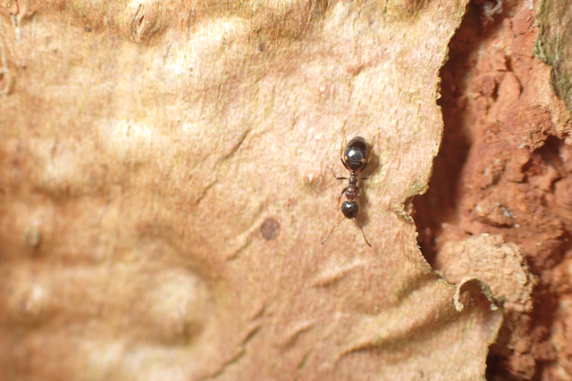 Dolichoderus quadripunctatus - négypettyes erdeihangya
