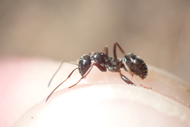 Formica fusca - kormos rabszolgahangya