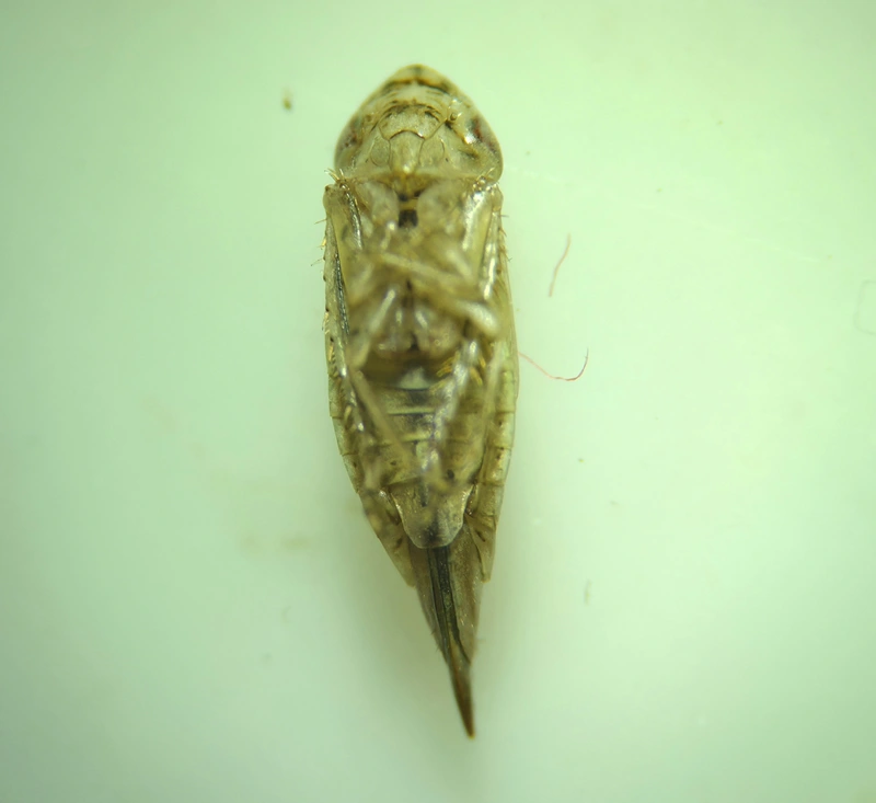 Doratura