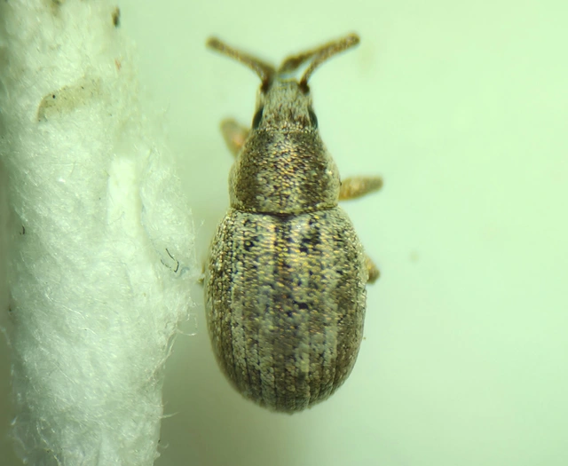 Centricnemus leucogrammus - kis kendermagbogár Centricnemus leucogrammus - kis kendermagbogár