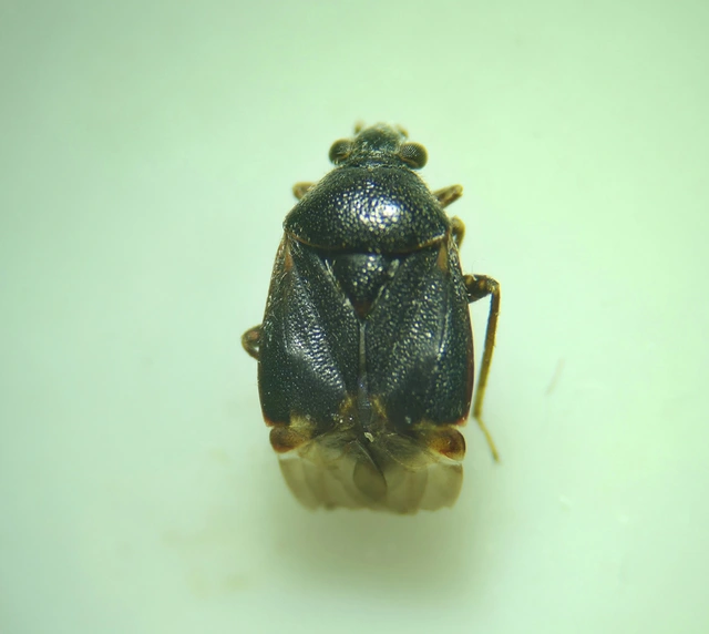 Charagochilus