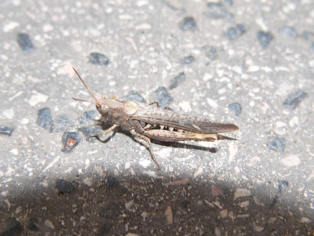 Chorthippus