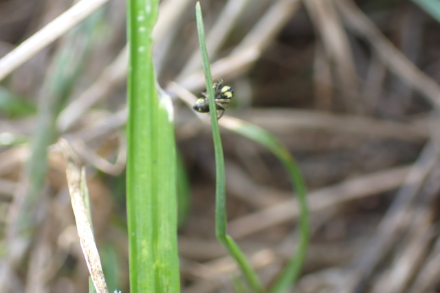 Heliophanus