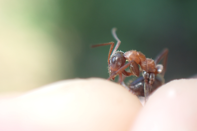 Formica rufibarbis - vörös rabszolgahangya