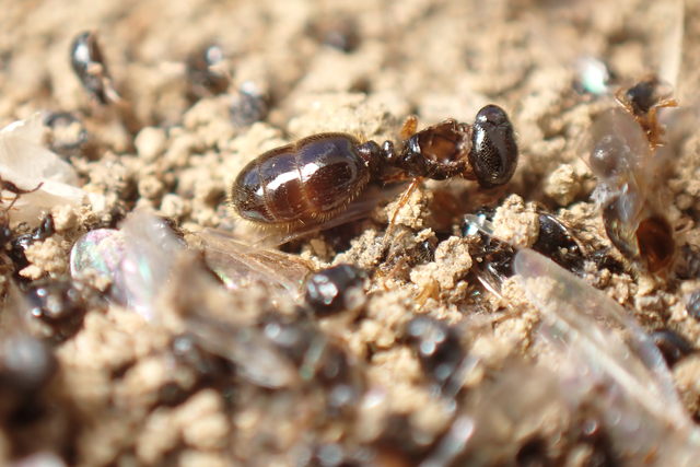 Solenopsis fugax - tolvajhangya