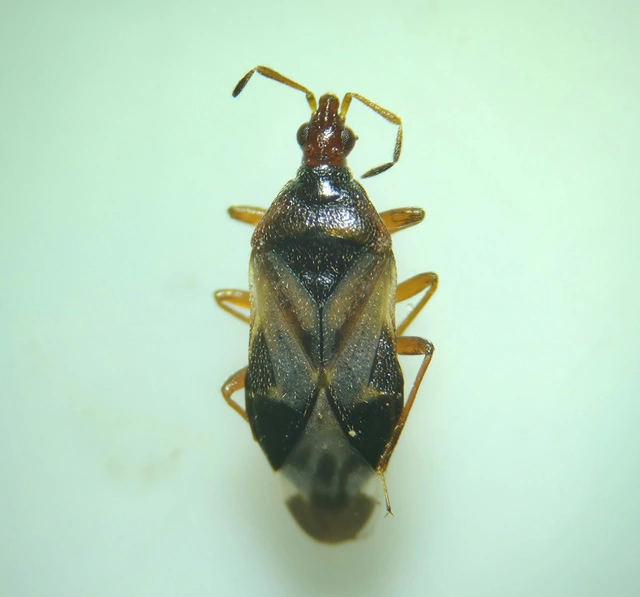 Anthocoris Anthocoris