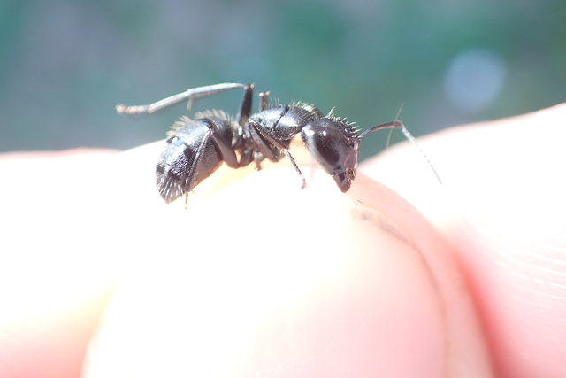 Camponotus vagus - fekete lóhangya