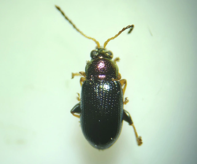 Crepidodera aurata - ékes fűz-földibolha