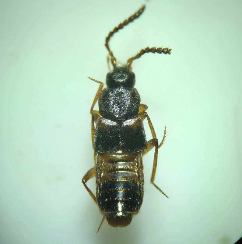 Pella humeralis - érdes hangyászholyva