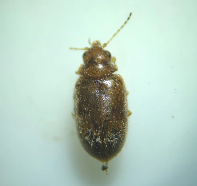 Scirtidae - rétbogárfélék