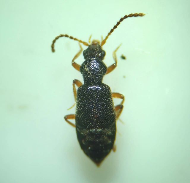 Lesteva punctata - csermelyfutó felemásholyva