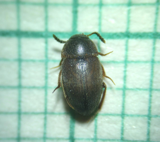 Leiodidae - pecebogárfélék Leiodidae - pecebogárfélék