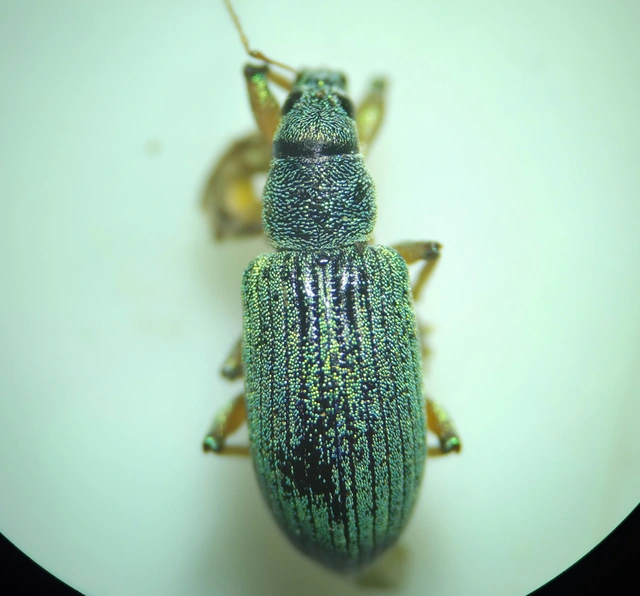 Polydrusus formosus - selymes lombormányos