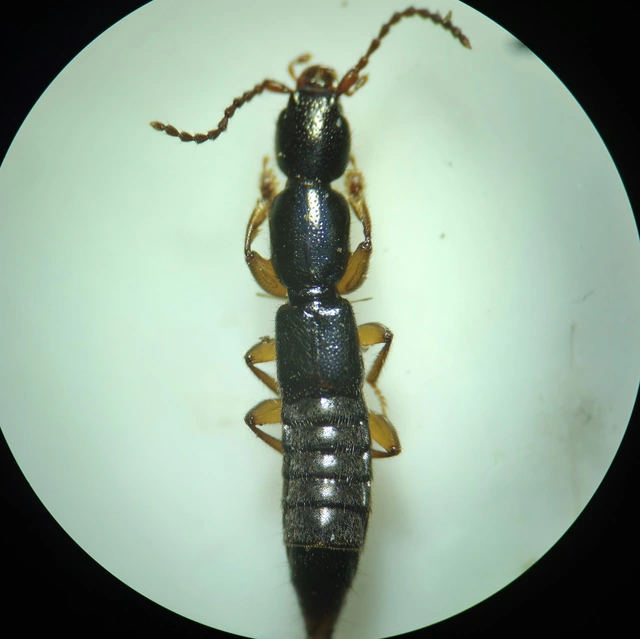 Lathrobium brunnipes - nagy mocsárholyva
