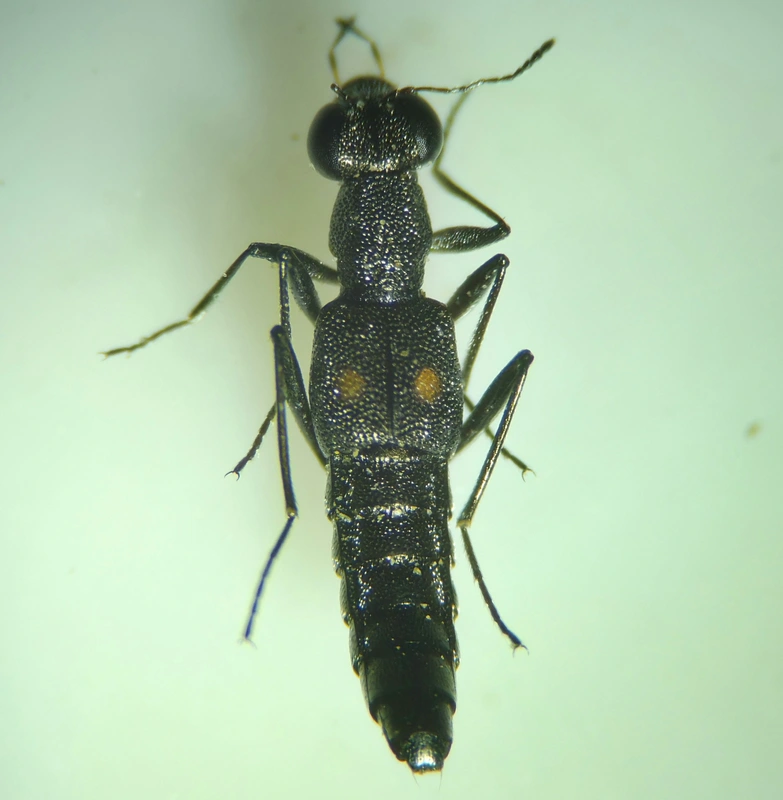 Stenus biguttatus - kétpettyes szemesholyva