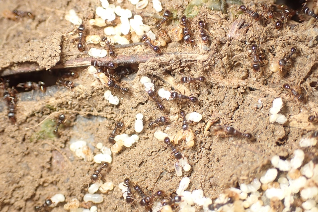 Tetramorium
