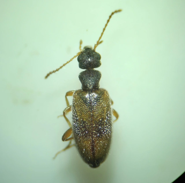 Anthicidae - fürgebogárfélék