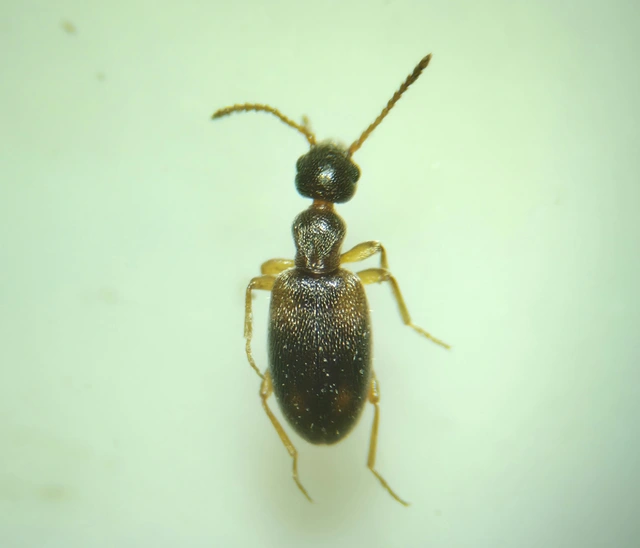 Anthicus axillaris - vállfoltos fürgebogár