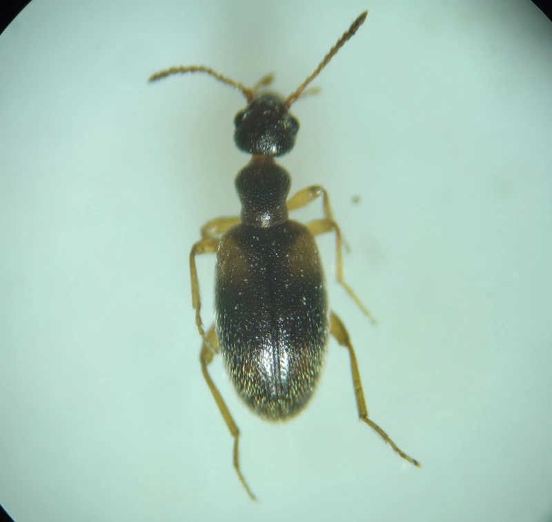 Anthicus axillaris - vállfoltos fürgebogár