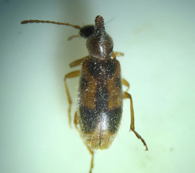 Notoxus monoceros - sárgahasú nyakszarvúbogár