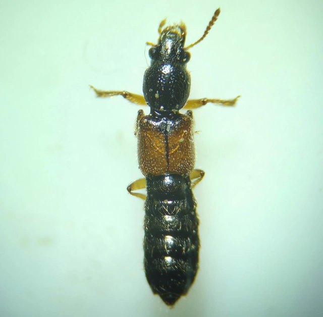 Bledius cribricollis - pirosszárnyú ásóholyva Bledius cribricollis - pirosszárnyú ásóholyva