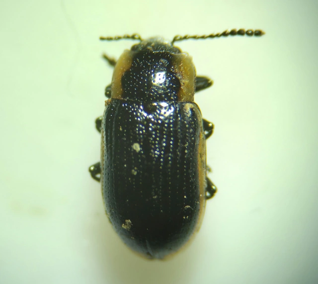 Prasocuris marginella - szegélyes boglárkalevelész