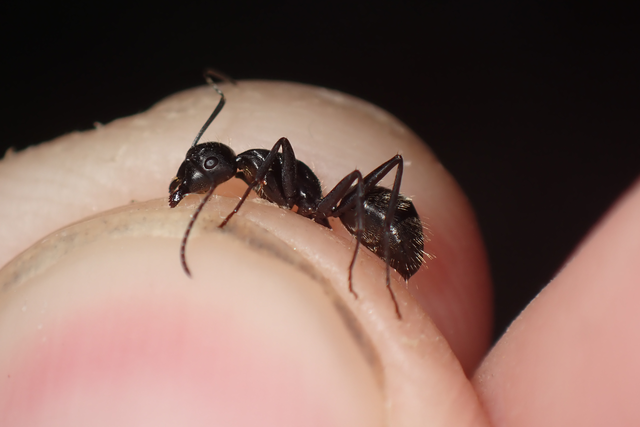Camponotus vagus - fekete lóhangya