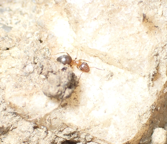 Lasius brunneus - rozsdáshátú feketehangya