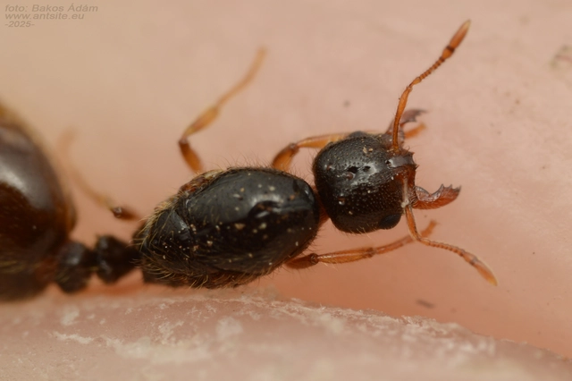 Solenopsis fugax - tolvajhangya