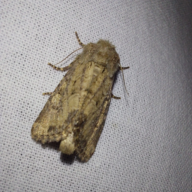 Luperina testacea - barnás szürkebagoly