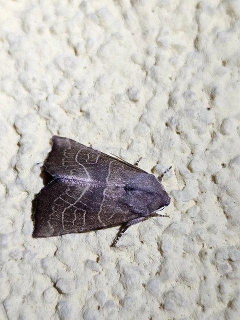 Atethmia ambusta - körtebagoly