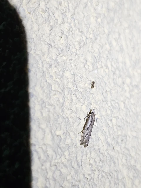 Cameraria ohridella - vadgesztenye-sátorosmoly