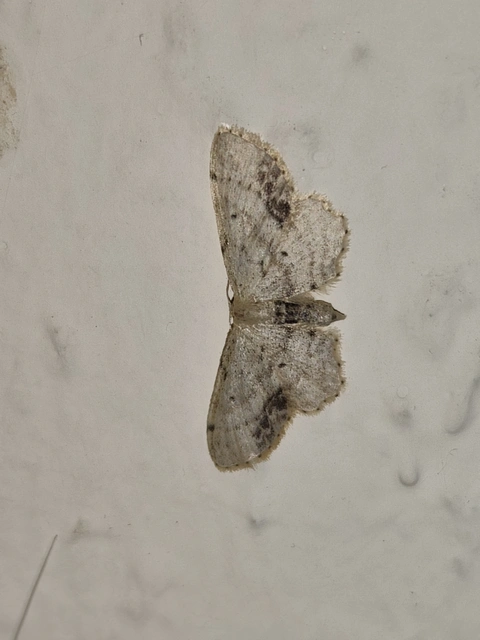 Idaea dimidiata - gyakori apróaraszoló