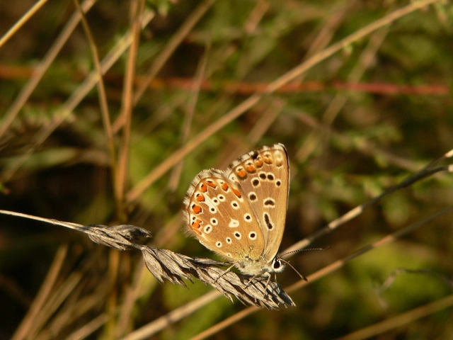 Polyommatus coridon - ezüstkék boglárka