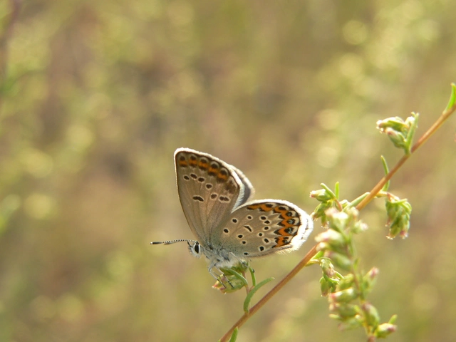 Plebejus argyrognomon - tintakék boglárka